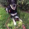 Rock Climbing Rope Dog Leash with Carabiner on a happy dog